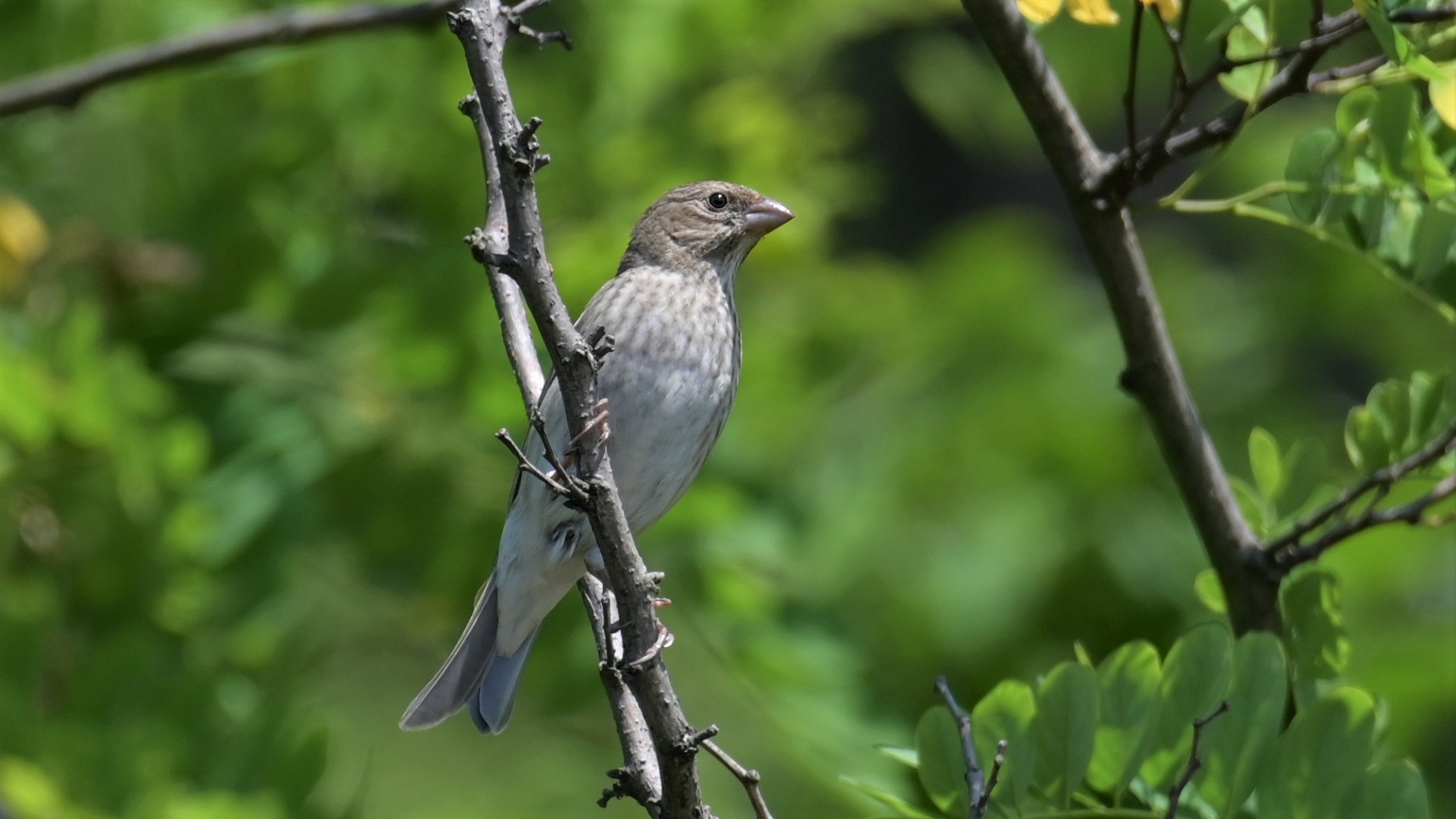 Common Rosefinch